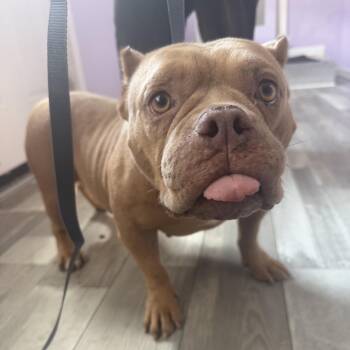 Dipper -  Pit Bull Terrier and Mixed Breed Dog for Adoption in Northbrook, Illinois - Dipper | PetCurious