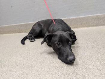 NYX -  Labrador Retriever and Mixed Breed Dog for Adoption in Las Vegas, Nevada - NYX | PetCurious