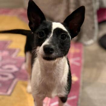 Jasmine -  Rat Terrier Dog for Adoption in Daphne, Alabama - Jasmine | PetCurious