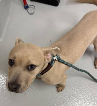 Ic-7 Kalinka -  Pit Bull Terrier Dog for Adoption in Lawrenceville, Georgia - Ic-7 Kalinka | PetCurious