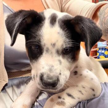 Roger -  Australian Cattle Dog Blue Heeler and Border Collie Dog for Adoption in Park Falls, Wisconsin - Roger | PetCurious