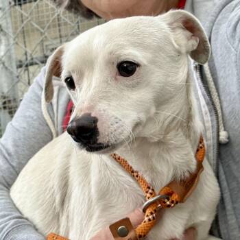 Chihuahua Dogs Available for Adoption - Collins | PetCurious