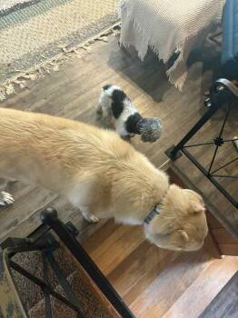 Beaux -  Great Pyrenees Dog for Adoption in West Peoria, Illinois - Beaux | PetCurious