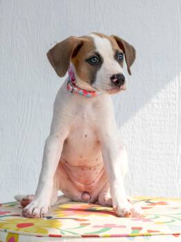 Spice Girls Litter - Posh Spice -  Mixed Breed Dog for Adoption in Savage, Minnesota - Spice Girls Litter - Posh Spice | PetCurious