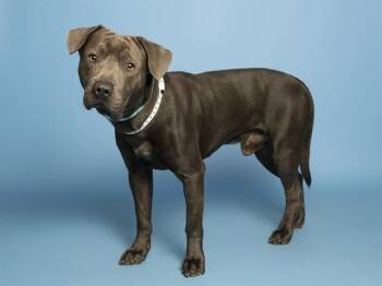 Pit Bull Terrier Dogs Available for Adoption in Phoenix, Arizona - HUDSON | PetCurious