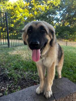 Athena -  German Shepherd Dog Dog for Adoption in Anna, Texas - Athena | PetCurious
