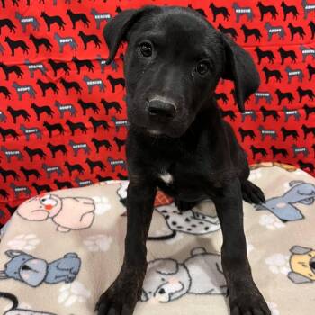 Abercrombie -  Pit Bull Terrier and Mixed Breed Dog for Adoption in Washburn, Missouri - Abercrombie | PetCurious