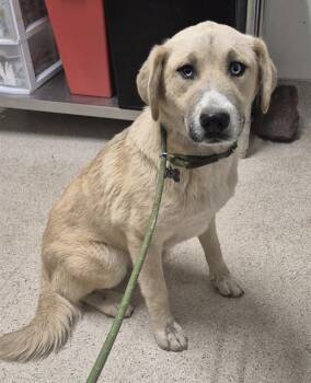 Great Pyrenees and Husky Dogs Available for Adoption in Thousand Oaks, California - Stella - LONGTIME RESIDENT | PetCurious