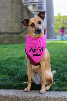 Amelia **Foster / Foster-to-Adopt** -  Belgian Shepherd Malinois and Shepherd Dog for Adoption in New York, New York - Amelia **Foster / Foster-to-Adopt** | PetCurious