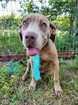 Bart the Silver Lab Mix Puppy -  Labrador Retriever and Weimaraner Dog Available for Adoption in Muskego, Wisconsin - Bart The Silver Lab Mix Puppy | PetCurious