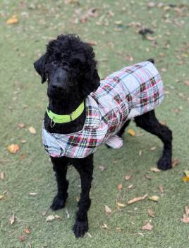 Rescue Standard Poodle Dogs for Adoption in Sandy Springs, Georgia - Teller | PetCurious
