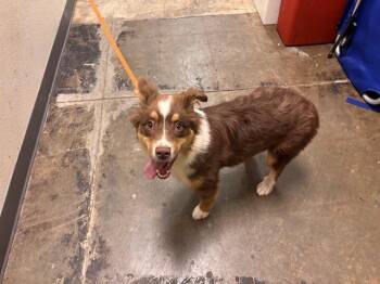 Australian Shepherd Dogs Available for Adoption in Ontario, California - MOXIE | PetCurious