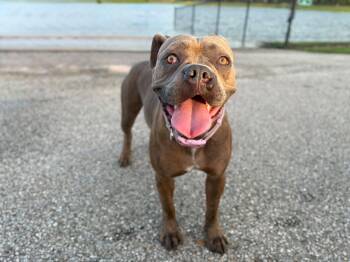Scarlet, the Best Girl Ever. -  Bulldog Dog for Adoption in Houston, Texas - Scarlet, The Best Girl Ever. | PetCurious