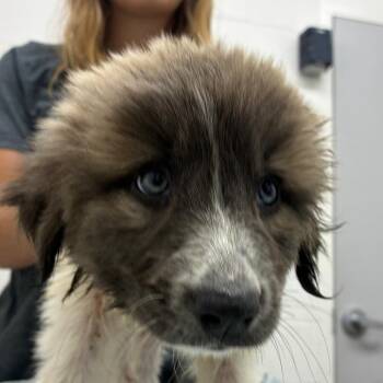 Daffodil Meadow -  Great Pyrenees and Mixed Breed Dog for Adoption in Corpus Christi, Texas - Daffodil Meadow | PetCurious