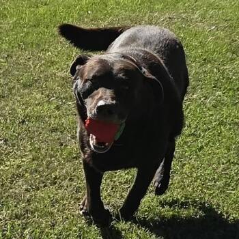 Charley -  Chocolate Labrador Retriever Dog for Adoption in Ridgely, Maryland - Charley | PetCurious