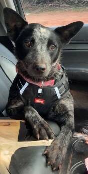Buttons -  Australian Cattle Dog Blue Heeler Dog for Adoption in Oklahoma City, Oklahoma - Buttons | PetCurious