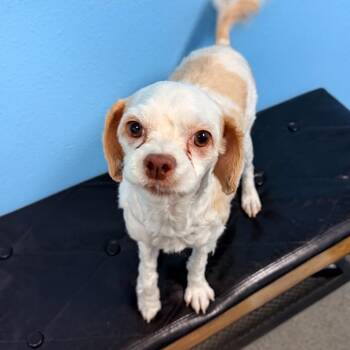 Elphie -  Cocker Spaniel and Terrier Dog for Adoption in Idaho Falls, Idaho - Elphie | PetCurious