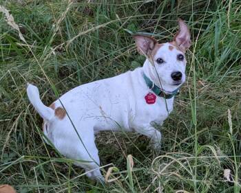 Oliver -  Jack Russell Terrier Dog for Adoption in Clatskanie, Oregon - Oliver | PetCurious