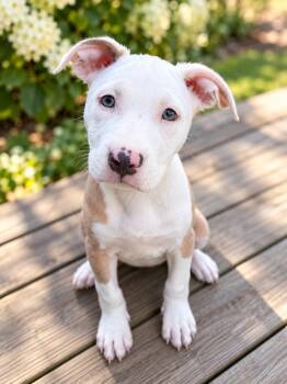 Nancy -  American Staffordshire Terrier Dog for Adoption in Long Beach, New York - Nancy | PetCurious