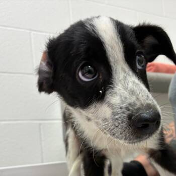Slurpee -  Australian Cattle Dog Blue Heeler Dog for Adoption in Corpus Christi, Texas - Slurpee | PetCurious