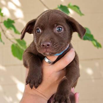 Hunter -  Chocolate Labrador Retriever and Mixed Breed Dog for Adoption in Midland, Texas - Hunter | PetCurious