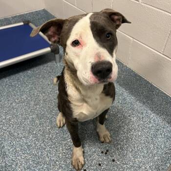 Pit Bull Terrier Dogs Available for Adoption in Greensboro, North Carolina - Sparky | PetCurious