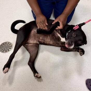 Richie -  Pit Bull Terrier and Labrador Retriever Dog for Adoption in Baltimore, Maryland - Richie | PetCurious