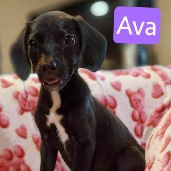 Ava -  Labrador Retriever and Mixed Breed Dog for Adoption - Ava | PetCurious