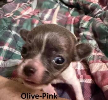 Olive -  Chihuahua Dog for Adoption in Middletown, Connecticut - Olive | PetCurious