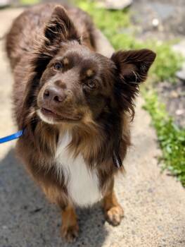 Australian Shepherd Dogs Available for Adoption in White Bluff, Tennessee - Cutie (ew) | PetCurious
