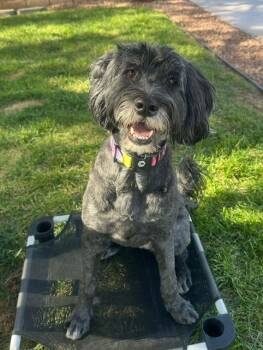 Rescue Portuguese Water Dog Dogs for Adoption in Henderson, Nevada - Sammi | PetCurious