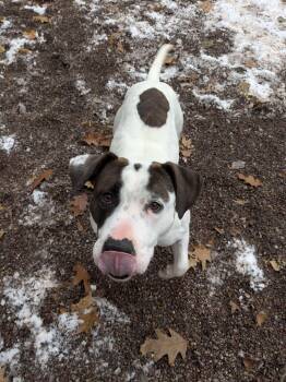 Rescue Mixed Breed Dogs for Adoption in Houghton, Michigan - Coraline | PetCurious