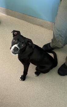 LUELLA -  Boxer and Mixed Breed Dog for Adoption in Newton, North Carolina - LUELLA | PetCurious