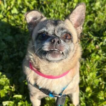 Little Luna -  Chihuahua and Pug Dog for Adoption in Philadelphia, Pennsylvania - Little Luna | PetCurious