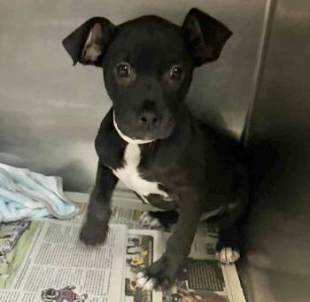 Labrador Retriever Dogs Available for Adoption - Chloe | PetCurious