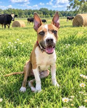 Vent -  Pit Bull Terrier and Basenji Dog for Adoption in Sebring, Florida - Vent | PetCurious