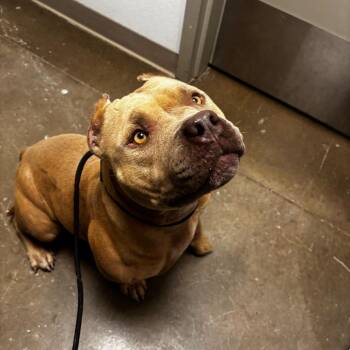 Ronda Rousey -  Pit Bull Terrier Dog for Adoption in Tulsa, Oklahoma - Ronda Rousey | PetCurious