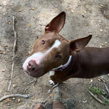 Noah -  Mixed Breed Dog Available for Adoption in Reisterstown, Maryland - Noah | PetCurious