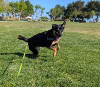 German Shepherd Dog and Rottweiler Dogs Available for Adoption in Burlingame, California - Zelda | PetCurious
