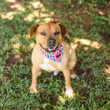 King -  Black Mouth Cur Dog for Adoption in Newborn, Georgia - King | PetCurious
