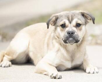 Mixed Breed Dogs Available for Adoption - Quinn | PetCurious
