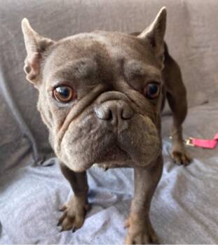 Rescue French Bulldog Dogs for Adoption in Los Angeles, California - Hopi | PetCurious