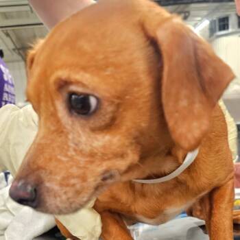Hiccup -  Terrier Dog for Adoption in Des Moines, Iowa - Hiccup | PetCurious