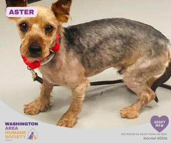 Aster -  Yorkshire Terrier Dog for Adoption in Eighty Four, Pennsylvania - Aster | PetCurious