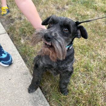 Shadow (bonded with Sunnie) -  Miniature Schnauzer Dog for Adoption in Homer Glen, Illinois - Shadow (bonded With Sunnie) | PetCurious