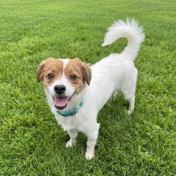 Roscoe -  Chihuahua and Jack Russell Terrier Dog for Adoption in Las Vegas, Nevada - Roscoe | PetCurious