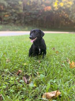 Georgie- Transport -  Dachshund and Terrier Dog for Adoption in Gradyville, Kentucky - Georgie- Transport | PetCurious