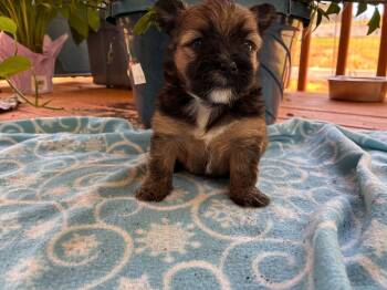 Yorkshire Terrier Dogs Available for Adoption in Pacolet, South Carolina - Bridger Apr 26 - Available For Adoption 6/10/26 | PetCurious