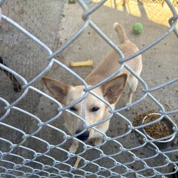 Poppy -  Cattle Dog and Mixed Breed Dog for Adoption in Tacoma, Washington - Poppy | PetCurious