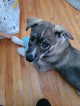 ZIVA -  Husky Dog for Adoption in Delson, Quebec - ZIVA | PetCurious
